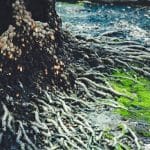 Synthetic Biology Rights: Engineered Life Law