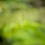 Living Sensors: Bacteria as Environmental Monitors