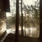 Bio-Luminescent Landscaping: Nature's Night Lighting