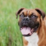 Luxury Pet Spaces: Designing for Four-Legged Family