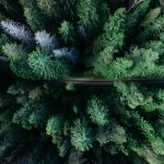 Ancient Forest Trails: Woodland Heritage