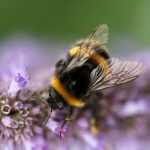 Traditional Honey Hunting: Himalayan Bee Keeping