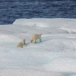 Arctic Ice Fishing: Traditional Methods
